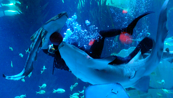 极地海洋世界-凶猛鲨鱼馆