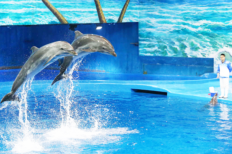 贵阳极地海洋世界-海豚剧场
